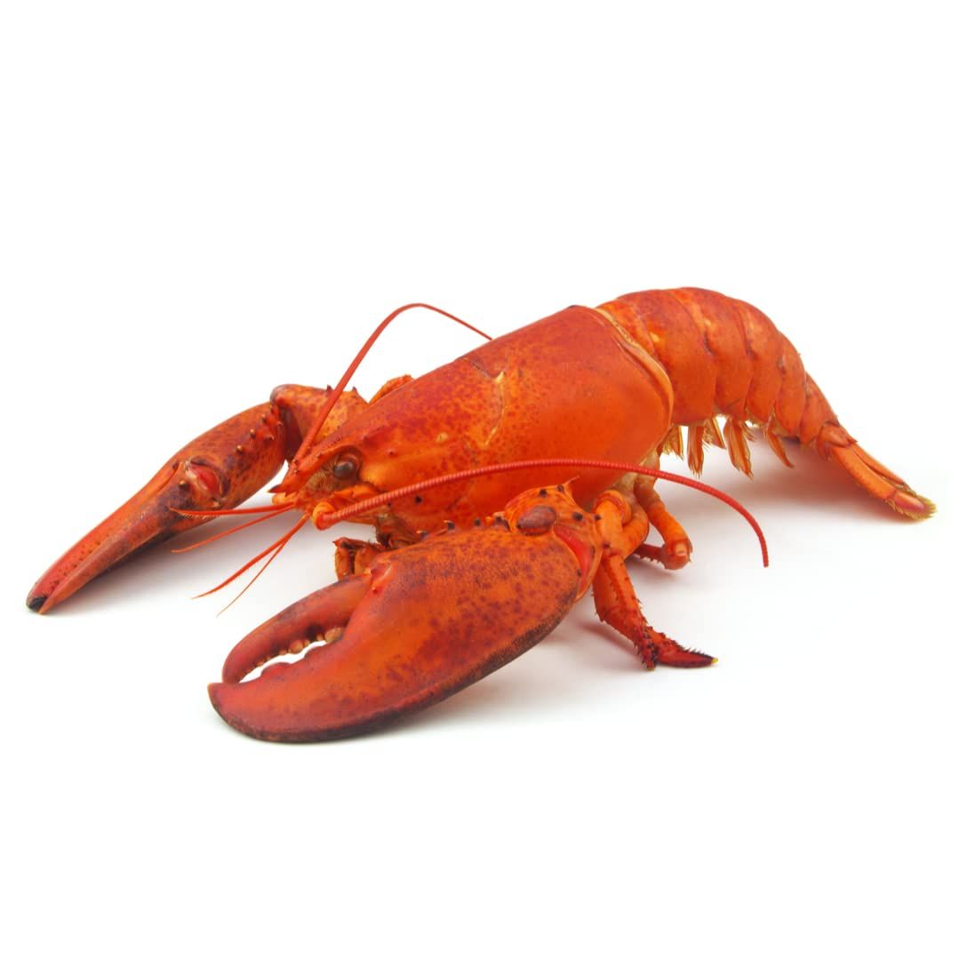 FreshNorthAtlanticLobster.jpg